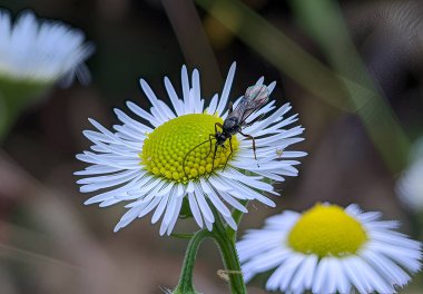 Yalnız bir papatya beyaz parıltısını açığa çıkardı. Kanatlarını çırpan siyah bir böcek sarı kalbine yerleşmiş, şafak vakti bir damla gibi.