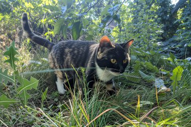 Kedi yemyeşil çimlerin arasında zarif bir şekilde hareket eder ve bir yırtıcı gibi ayrılır. Kehribar gözleri dikkatle karşıya bakıyor, kulakları dikleşmiş, ve çizgili kürkü siyah, beyaz ve kırmızı tonlarıyla parıldıyor.
