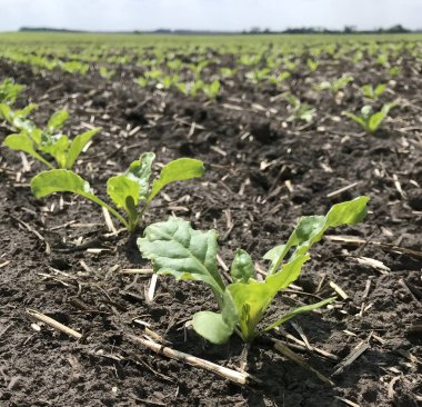 Hassas şeker pancarı filizleri kara toprağı delip geçer, her küçük yaprak gelecekte tatlı bir hasat vaat eder. Hayat başlıyor.