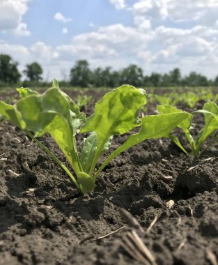 Hassas şeker pancarı filizleri kara toprağı delip geçer, her küçük yaprak gelecekte tatlı bir hasat vaat eder. Hayat başlıyor.