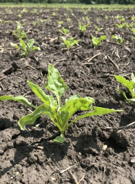 Hassas şeker pancarı filizleri kara toprağı delip geçer, her küçük yaprak gelecekte tatlı bir hasat vaat eder. Hayat başlıyor.