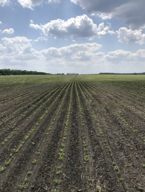 Genç pancarlar kara toprağı delip geçer. Koyu kadife üzerindeki yeşil boncuklar gibi. Sonsuz gökyüzünün altında ufka kadar uzanır.