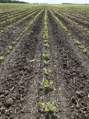 Genç pancarlar kara toprağı delip geçer. Koyu kadife üzerindeki yeşil boncuklar gibi. Sonsuz gökyüzünün altında ufka kadar uzanır.