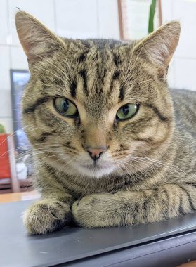 Avrupalı bir tekir kedisi. Parlayan yeşil gözleri var. Dikkatlice, izleyiciden habersiz görünüyor.