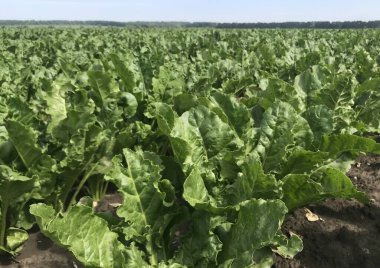 Pancar alanı, yemyeşil yapraklarla kaplı olarak ufuk çizgisine kadar uzandı. Gri gökyüzünün altında, bu bitkiler güç topluyor, tatlı ve bol miktarda hasat vaat ediyorlar.