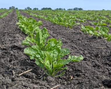 Bulutsuz bir gökyüzünün altında, geniş bir şeker pancarı alanı uzanıyor. Temiz yeşil yapraklar bir ormanın durduğu ufka kadar uzanıyor.