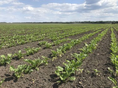 Bulutsuz bir gökyüzünün altında, geniş bir şeker pancarı alanı uzanıyor. Temiz yeşil yapraklar bir ormanın durduğu ufka kadar uzanıyor.
