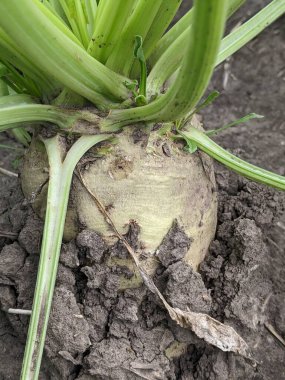 Sağlam pancar kökü, beyaz kökü tatlılıkla dolu bir şekilde topraktan dışarı bakar. Geniş yapraklı büyük gövdesi onun gücüne tanıklık eder.