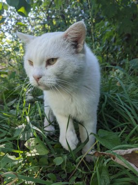 Beyaz avcı kedi yeşil çimenlerde dondu. Bakışları odaklanmış ve kararlıydı. Yaz bahçesinin arka planındaki bir kar tanesi gibi avını bekliyor.