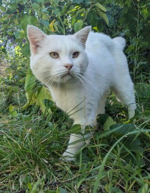 Beyaz avcı kedi yeşil çimenlerde dondu. Bakışları odaklanmış ve kararlıydı. Yaz bahçesinin arka planındaki bir kar tanesi gibi avını bekliyor.