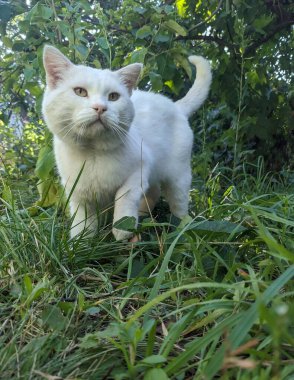 Beyaz avcı kedi yeşil çimenlerde dondu. Bakışları odaklanmış ve kararlıydı. Yaz bahçesinin arka planındaki bir kar tanesi gibi avını bekliyor.
