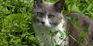 Gri-beyaz bir kedi yavrusu, açık yeşil gözleri merakla dünyaya bakarken, sık çimenlerde saklanır. Yüzü şaşkın ve hassas. Bir yaz bahçesinde gizlenmiş küçük bir sır gibi.