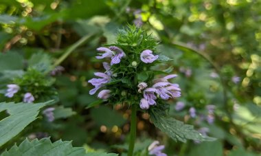 Yeşil yaprakların altından bakan mor çiçekli küçük bir bitki. Hassas güzelliği saklayan huysuz bir mucize gibi