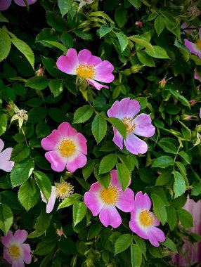 Yaban gülü tüm güzelliğiyle çiçek açtı, havayı narin bir kokuyla doldurdu. Sarı merkezli pembe taç yaprakları, küçük güneşler gibi yeşil yaprakları aydınlatıyordu.