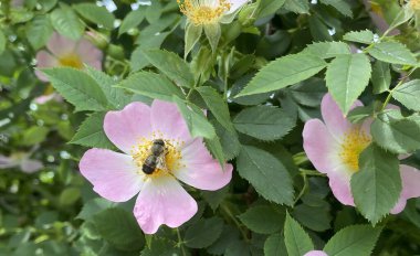 Yaban gülü tüm güzelliğiyle çiçek açtı, havayı narin bir kokuyla doldurdu. Sarı merkezli pembe taç yaprakları, küçük güneşler gibi yeşil yaprakları aydınlatıyordu.