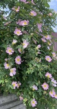 Yaban gülü tüm güzelliğiyle çiçek açtı, havayı narin bir kokuyla doldurdu. Sarı merkezli pembe taç yaprakları, küçük güneşler gibi yeşil yaprakları aydınlatıyordu.