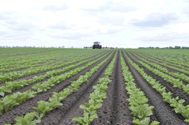 Şeker pancarı tarlasında bir traktör arkasında toz kaldırır. Şeker pancarı sıralarının sıralı ekilmesini sağlıyor. Pancarları yok etmek için önleyici önlemler