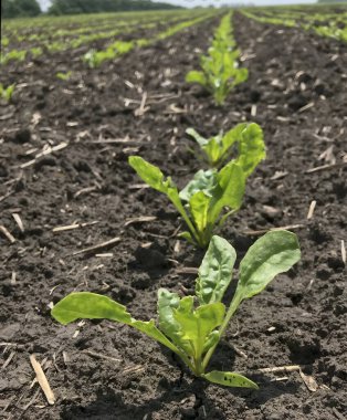 Genç pancar tarlada filizleniyor. Bereketli toprak, sıra sıra ekinler, tarım, bahar, büyüme, tarım sektörü