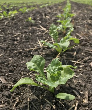 Genç pancar tarlada filizleniyor. Bereketli toprak, sıra sıra ekinler, tarım, bahar, büyüme, tarım sektörü