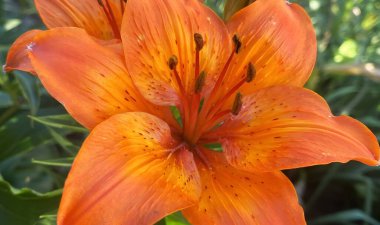 Ev bahçesinde parlak turuncu bir zambağın Macro fotoğrafı, çiçek bahçesi. Yaprakların ve erkek organlarının ayrıntıları. Bahçe çiçeği, yaz, güzellik, doğa