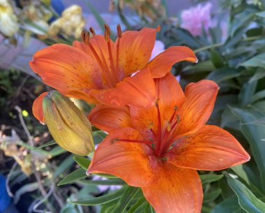 Ev bahçesinde parlak turuncu bir zambağın Macro fotoğrafı, çiçek bahçesi. Yaprakların ve erkek organlarının ayrıntıları. Bahçe çiçeği, yaz, güzellik, doğa