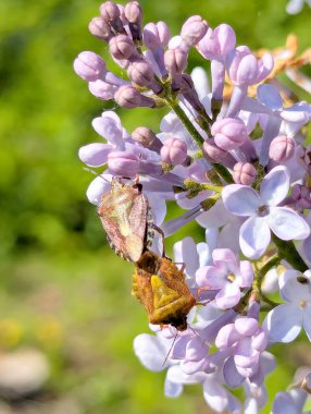 Küçük savaşçılara benzeyen iki böcek leylak çiçekleriyle kaplı bir dala tünemiş. Hassas yaprakların arka planında, kabukları gerçek bir zırh gibi görünüyor.
