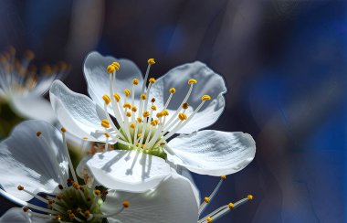 Kiraz çiçekleri, rüzgarda çırpınan kelebek kanatları gibi beyaz yapraklarını açtı. Güneş ışınları polenleri altın ışıkla yıkadı.