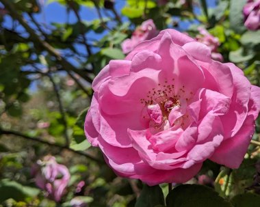 Kadifeyi andıran gül yaprakları muhteşem güzelliklerini gözler önüne seriyor. Kırmızı, şaraptan örülmüş gibi, gölgeler büyüleyici bir dansla birleşir, eşsiz bir şablon yaratır