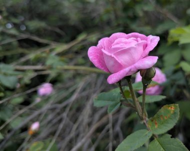 Kadifeyi andıran gül yaprakları muhteşem güzelliklerini gözler önüne seriyor. Kırmızı, şaraptan örülmüş gibi, gölgeler büyüleyici bir dansla birleşir, eşsiz bir şablon yaratır