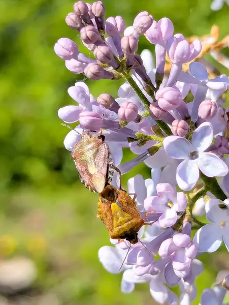 Küçük savaşçılara benzeyen iki böcek leylak çiçekleriyle kaplı bir dala tünemiş. Hassas yaprakların arka planında, kabukları gerçek bir zırh gibi görünüyor.