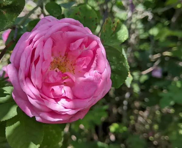 Kadifeyi andıran gül yaprakları muhteşem güzelliklerini gözler önüne seriyor. Kırmızı, şaraptan örülmüş gibi, gölgeler büyüleyici bir dansla birleşir, eşsiz bir şablon yaratır