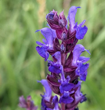 Mor adaçayı mumları yukarı doğru yükseliyor, sihirli kuleleri andırıyor. Koyu kırmızıdan parlak lavantaya kadar uzanan zengin renkleri bulanık ve yumuşak arka planla hassas bir kontrast oluşturuyor.