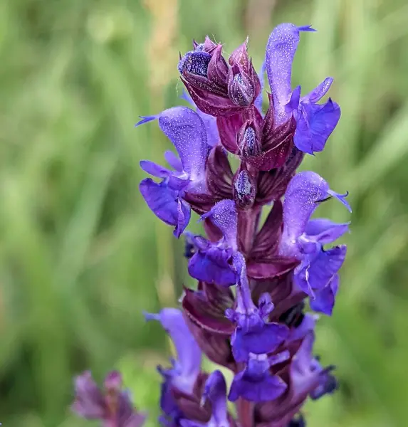 Mor adaçayı mumları yukarı doğru yükseliyor, sihirli kuleleri andırıyor. Koyu kırmızıdan parlak lavantaya kadar uzanan zengin renkleri bulanık ve yumuşak arka planla hassas bir kontrast oluşturuyor.