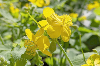 Celandin 'in parlak sarı çiçeği zümrüt yeşilliğini delip geçer. Güneş ışığı gibi narin yaprakları dünyaya açılır.