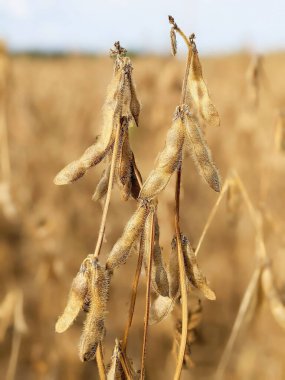 Taze soya fasulyelerini tarlanın kucaklaması gibi tutan güneşte kurumuş bir kök. Hassas bir yığın ile kaplı kurumuş kapsüller bize olgunluğa giden uzun yolu hatırlatıyor.