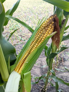 İnce bir mısır koçanı, altın çekirdeklerini ortaya çıkarmak için yeşil paltosunu açmış. Yaz güneşinin ve dünyanın cömertliğinin bir sembolü.