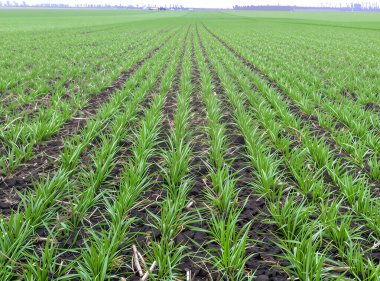 Genç yeşil buğday filizlerinin düz sıraları mesafeye doğru uzanıyor ve sonsuzluk illüzyonu yaratıyor. Yeni sürülmüş toprak, koyu ve nemli, parlak yeşil rengini vurgular, kadife bir yatak gibi.