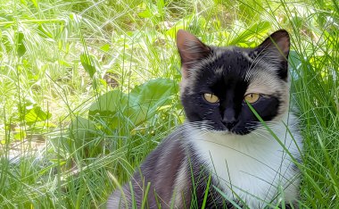 Küçük bir kaplanı andıran tüylü bir kedi yavrusu çimlere çömelmiş. Kehribar rengi iki damla gibi anlamlı gözleri merakı yayıyordu. Çizgili namlusu ona özel bir tılsım verdi.