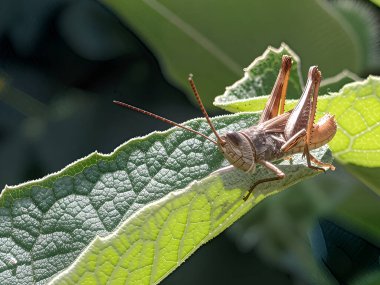 Bir çekirge geniş bir yaprağın üzerinde oturur. Görünüşe göre yemeğini yeni bitirmiş. Yaprakta kemirilmiş kenarlar bırakmış. Yapay zeka sayesinde iyileşmiş.