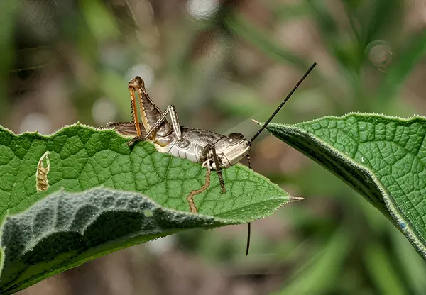 Bir çekirge geniş bir yaprağın üzerinde oturur. Görünüşe göre yemeğini yeni bitirmiş. Yaprakta kemirilmiş kenarlar bırakmış. Yapay zeka sayesinde iyileşmiş.