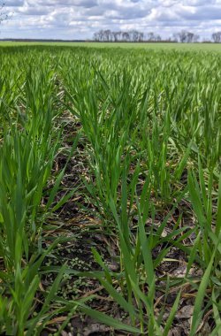 Genç yeşil filizlerin ince sıraları karanlık ve nemli toprağı delip geçiyor ve eşsiz bir manzara yaratıyor. Çiy damlaları, kristal boncuklar gibi, ince saplarda parlıyor.