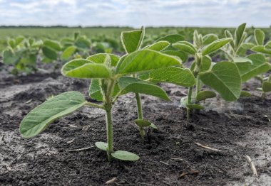 Genç filizlerin ince sıraları karanlık ve nemli toprağı delip geçiyor ve eşsiz bir manzara yaratıyor. Her küçük filiz güneşe ulaşır, sanki umut doluymuş gibi.
