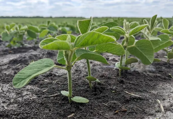 Genç filizlerin ince sıraları karanlık ve nemli toprağı delip geçiyor ve eşsiz bir manzara yaratıyor. Her küçük filiz güneşe ulaşır, sanki umut doluymuş gibi.