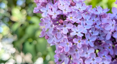 Çiçekli bir leylak dalı, bahar mucizesi gibi, boşluğu doldurur. Dört yapraklı her küçük çiçek narin, havadar bir bulut oluşturur.
