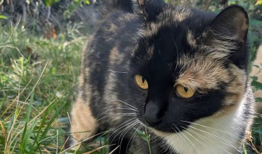 Sarı gözlü kahverengi-siyah bir kedi çimenlerde oturur ve dikkatlice yan tarafa bakar. Evcil hayvanlar hakkında