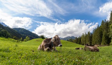 Cows laying in a field of grass in the dolomites mountains in northern Italy 