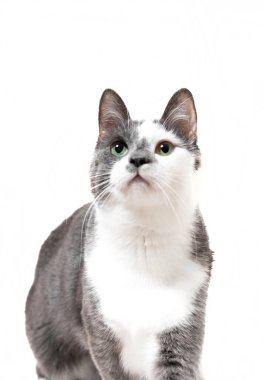 gray and white cat posing in the studio on a white background