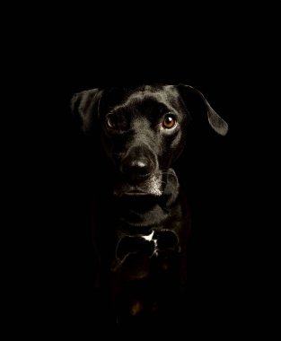 Black Labrador posing in the studio on a black background