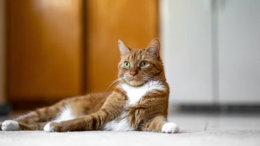 Orange tabby cat laying on the kitchen floor waiting for his food