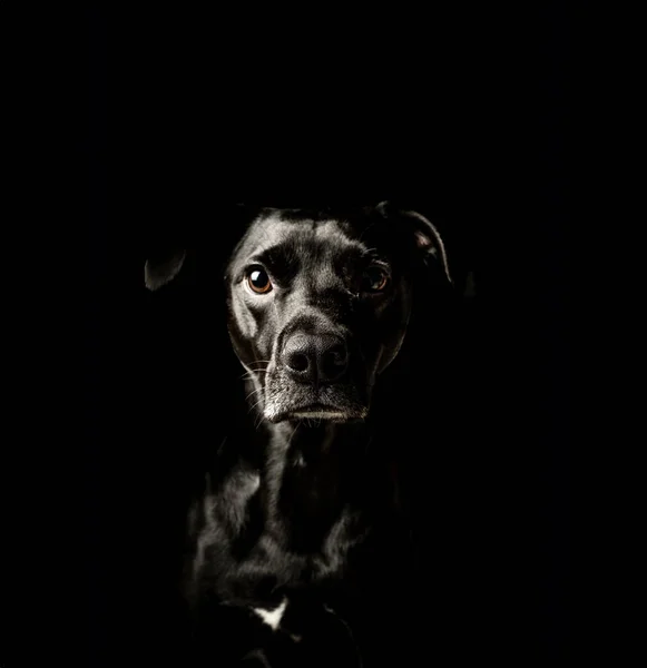 Black Labrador posing in the studio on a black background